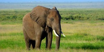 Un éléphant d’Afrique tue un chasseur de gros gibier en lui tombant dessus