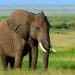 Un éléphant d’Afrique tue un chasseur de gros gibier en lui tombant dessus