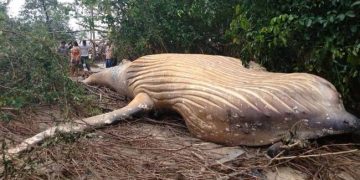 Une baleine de 10 tonnes découverte dans la forêt amazonienne : le mystère intrigue les scientifiques