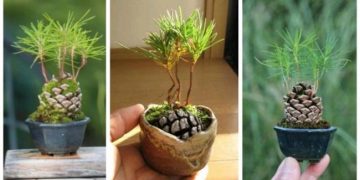 Comment planter une pomme de pin pour avoir une belle décoration d’automne ? Découvrez comment la faire germer !