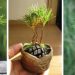 Comment planter une pomme de pin pour avoir une belle décoration d’automne ? Découvrez comment la faire germer !