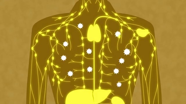 Représentation du système immunitaire humain