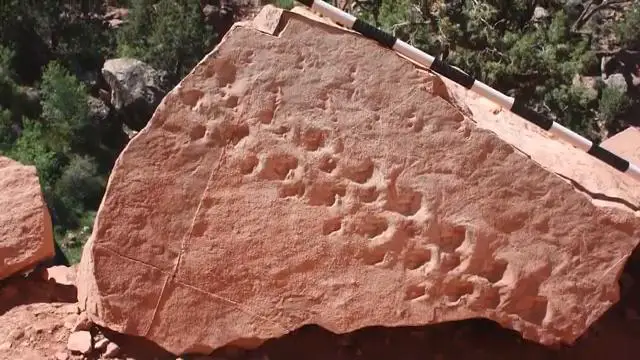 Gros plan sur le rocher contenant les empreintes fossilisées préhistoriques