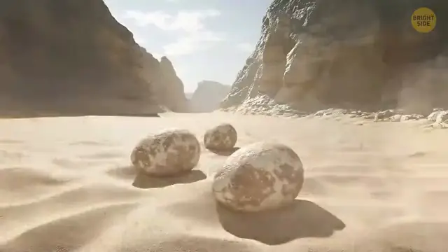 Découverte des œufs de dinosaures fossilisés