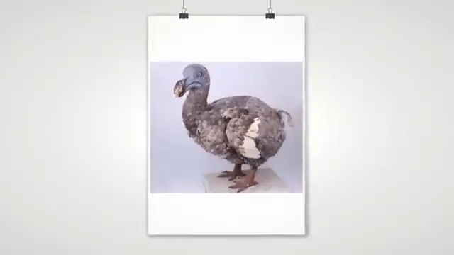 Illustration détaillée d'un Dodo sur l'île Maurice