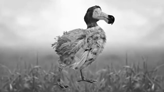 Comparaison de taille entre les différentes espèces de Moa