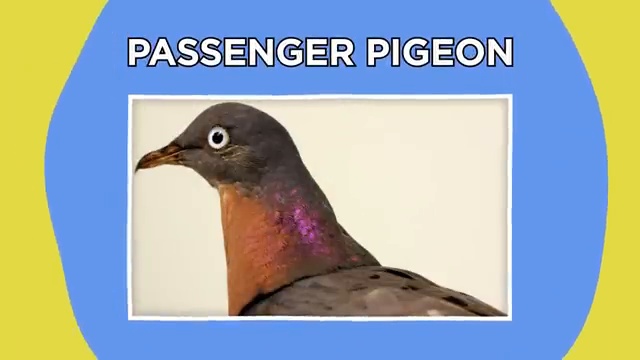 Pigeon migrateur perché sur une branche