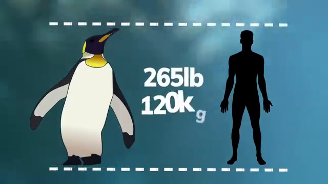 Comparaison de taille entre un manchot géant préhistorique de 120 kg et un être humain moderne.