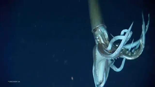Images rares d'un calmar géant capturées par une caméra sous-marine dans son habitat naturel en 2012.