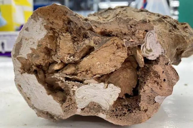 Os de la hanche d'un Edmontosaurus