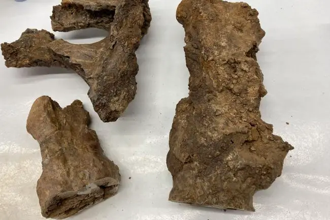 Os iliaque d'un Edmontosaurus