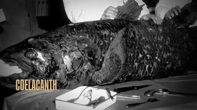 Spécimen préservé du cœlacanthe, le poisson préhistorique découvert en Afrique du Sud en 1938.