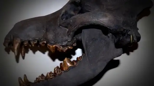 Gros plan sur l'immense crâne préservé du loup géant du Pléistocène découvert dans le pergélisol sibérien.