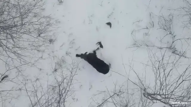 Un orignal se secoue et perd ses deux bois simultanément dans la neige