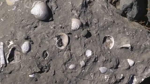 Coquillages fossilisés trouvés sur le site de Puma Punku, présentés comme preuve d'une inondation catastrophique passée.