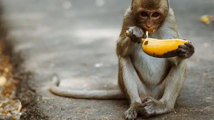 Un singe mangeant une banane, utilisé pour illustrer les expériences de contrôle neuronal.