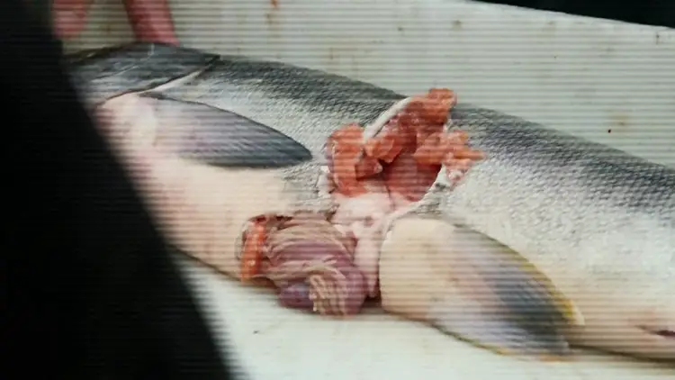 Un saumon pêché présentant une large morsure circulaire sur le flanc.