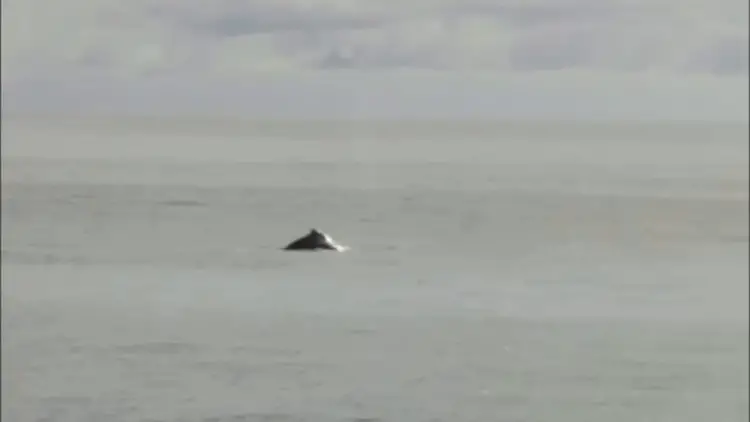Une baleine à bosse fait surface, identifiée par son dos et son souffle.