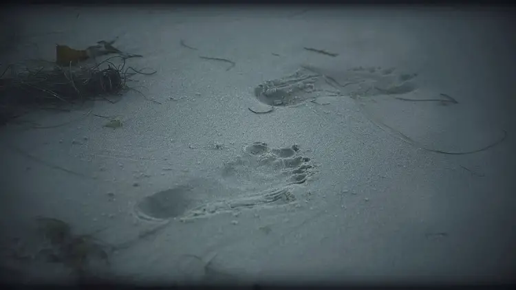 Empreintes de pas humanoïdes avec des orteils palmés découvertes sur une plage.