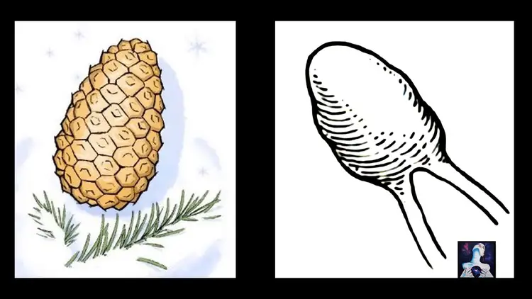 Représentation anatomique de la glande pinéale au centre du cerveau