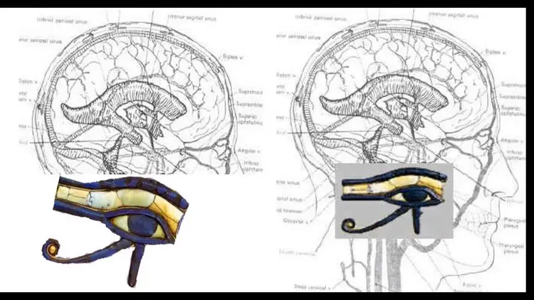 Comparaison visuelle entre l'Œil d'Horus et la coupe transversale du cerveau humain