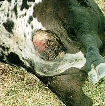 36790039mutilations-animales-11-jpg.jpg