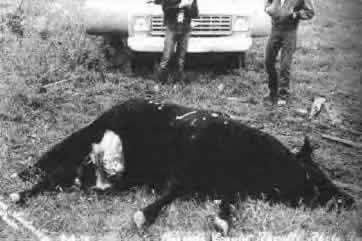 53279399mutilations-animales-2-jpg.jpg