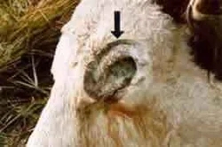 63143523mutilations-animales-4-jpg.jpg